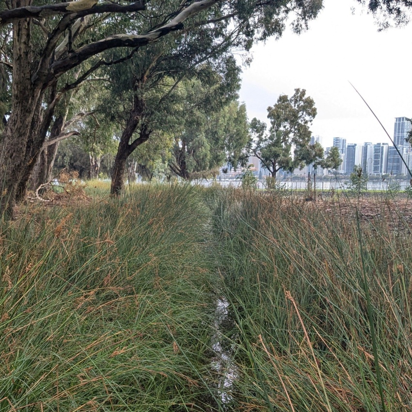 A natural area with tall grass and scattered trees, featuring a narrow, water-filled channel running through the center. In the background, there are modern buildings visible under a partially cloudy sky.