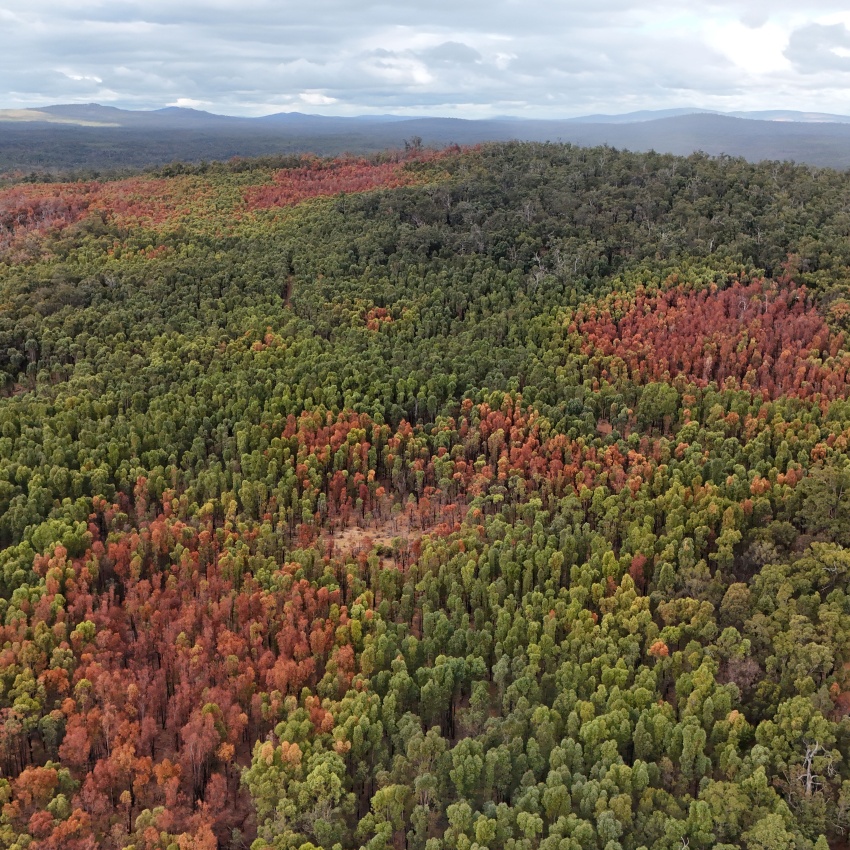 Patchy die-off of jarrah forest from the 2023-24 heatwave and drought event experience in south-west WA.