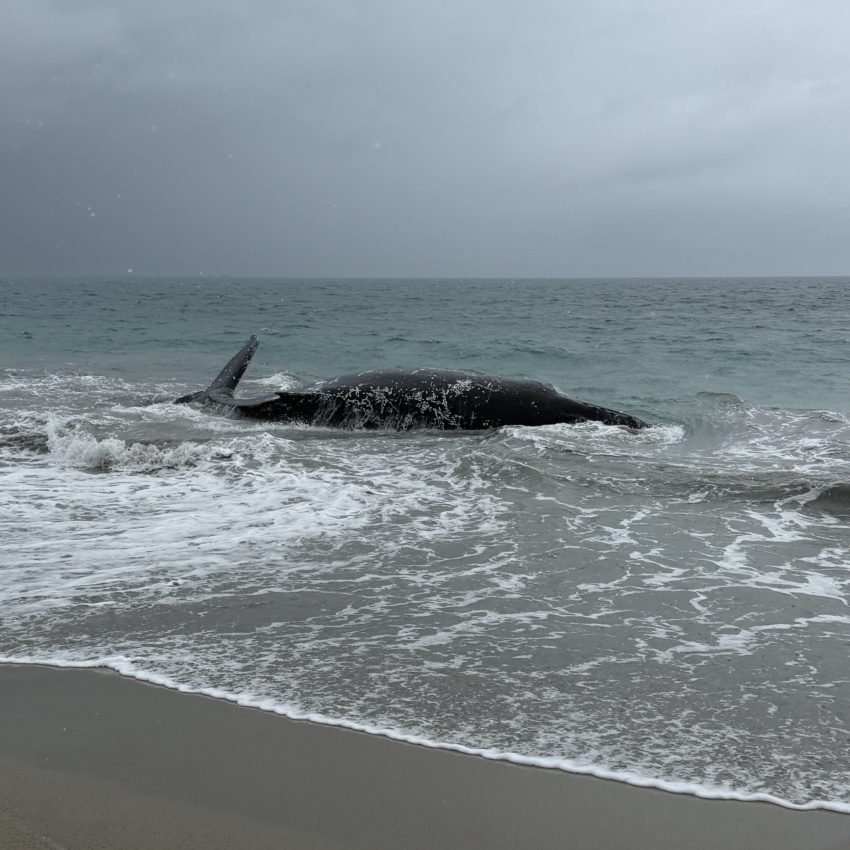 DBCA officers are responding to a humpback whale stranded in Shoalwater Islands Marine Park, Port Kennedy.