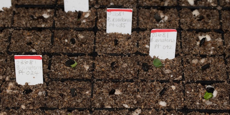 Banksia anatona T Susc Seedlings Photo A. Crawford_DBCA