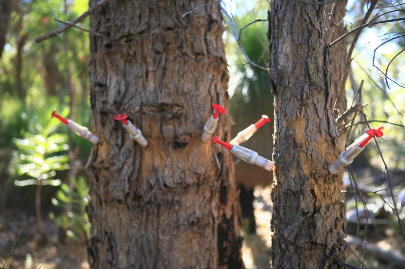 Phosphite being injected into the trunks of trees. Photo by DWG Inc