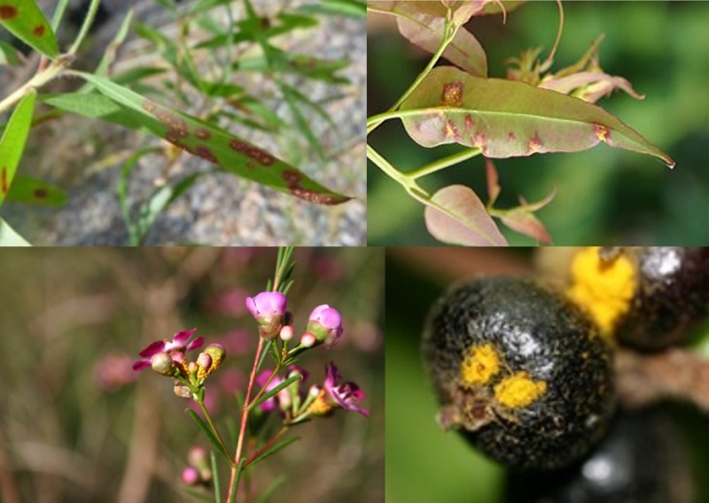 Myrtle rust symptoms expressing on soft leaves, the underside of leaves, on berries and flowers.