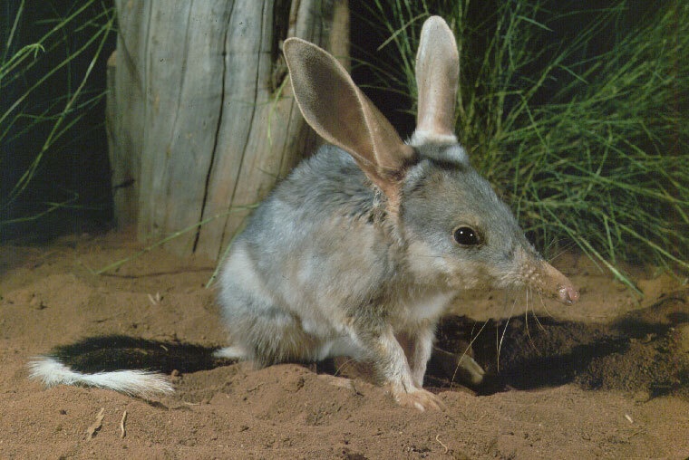 Bilby