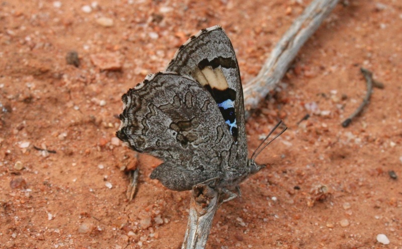 Arid Bronze Azure butterfly