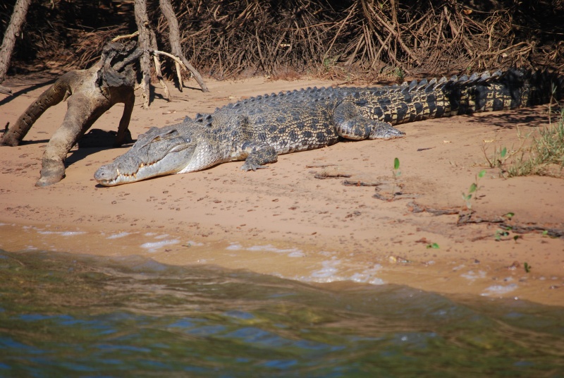 Estuarine (saltwater) crocodile at river mouth – DBCA