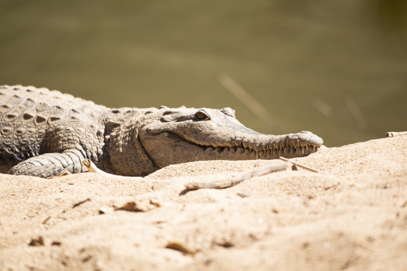 Freshwater croc at Windjana/Tourism WA