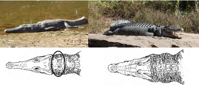 Croc differences