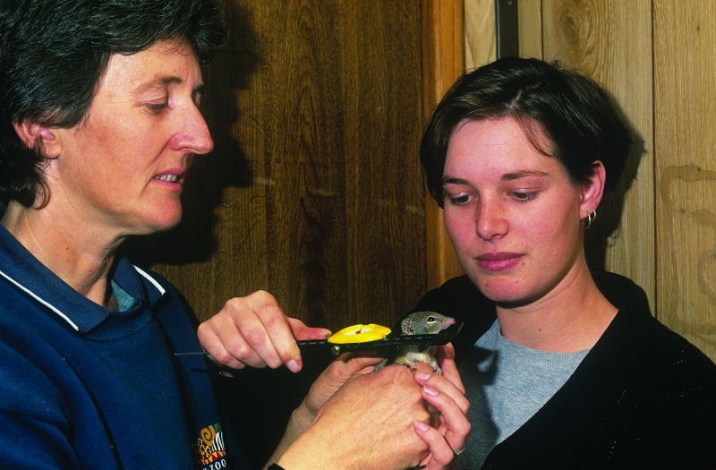 Zookeeper Cathy Lambert and PhD student Harriet Mills in 1998 at Perth Zoo Dibbler Research Facility. Photos – Jiri Lochman 