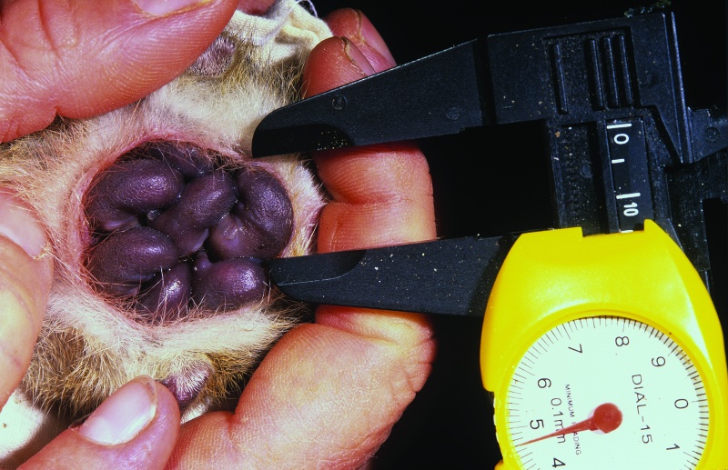 Measuring growth of young dibblers. Photo – Jiri Lochman 