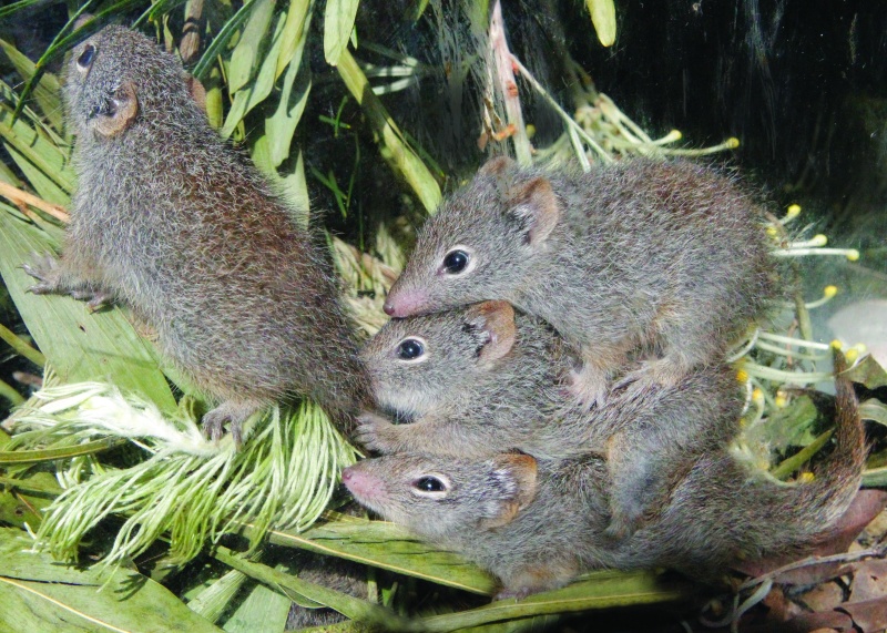Dibbler stack. Photo – Perth Zoo 