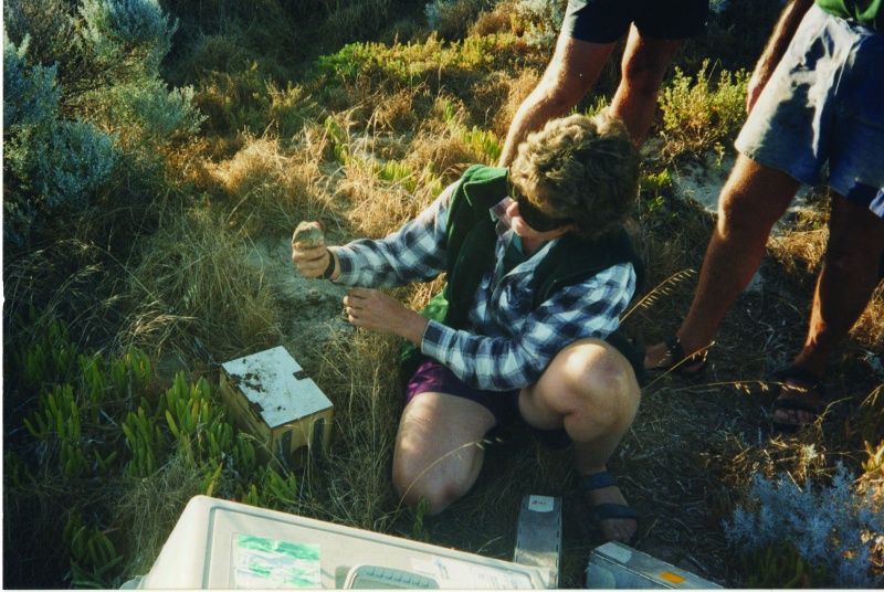Cathy Lambert releasing another dibbler on Escape Island. Photo – Harriet Mills 