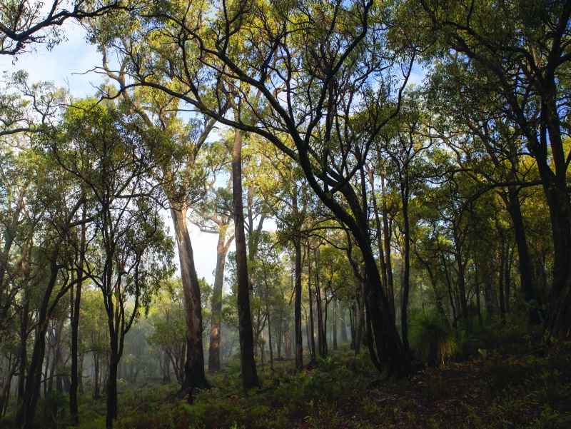 Jarrah forest. Photo – Cliff Winfield 