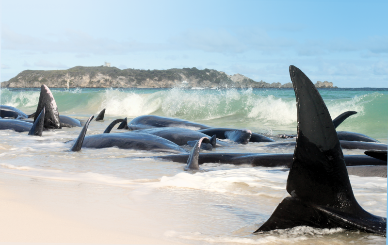 Stranded whales on the beach. Photo - Marc Russo