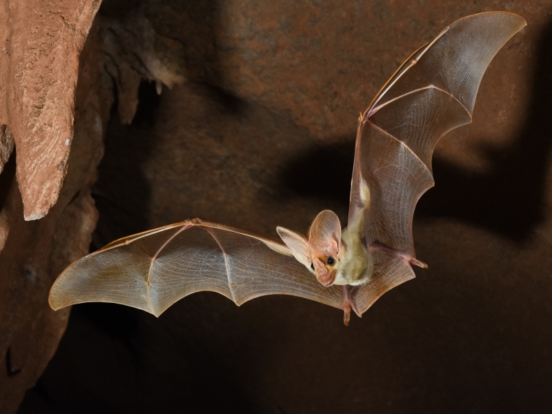 Ghost bat. Photo - Bruce Thomson Ghost bat. Photo - Bruce Thomson