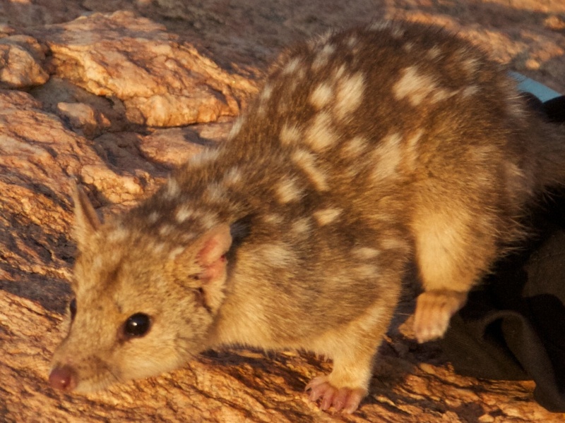 Northern quoll. Photo – DBCA Northern quoll. Photo – DBCA