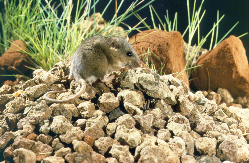 Pebble-mound mouse. Photo - DBCA Pebble-mound mouse. Photo - DBCA