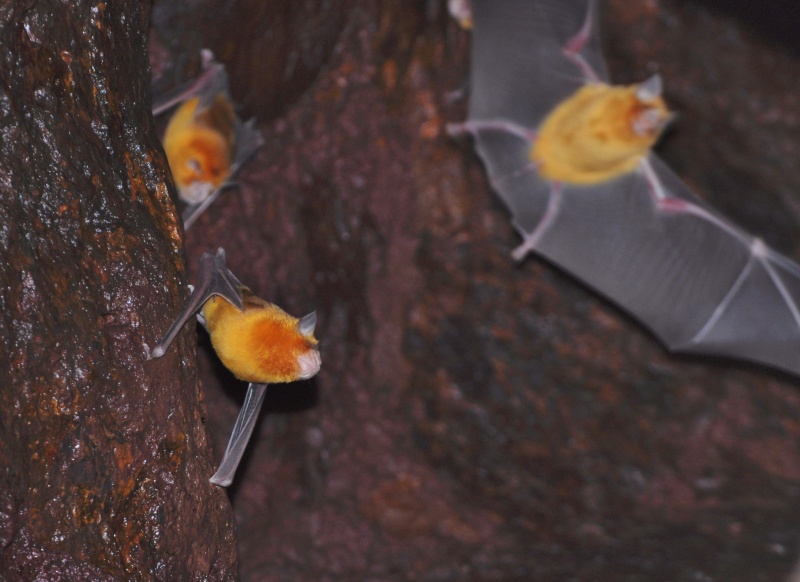 Pilbara leaf-nosed bat. Photo - Chris Knuckey, Biologic Environmental Pilbara leaf-nosed bat. Photo - Chris Knuckey, Biologic Environmental