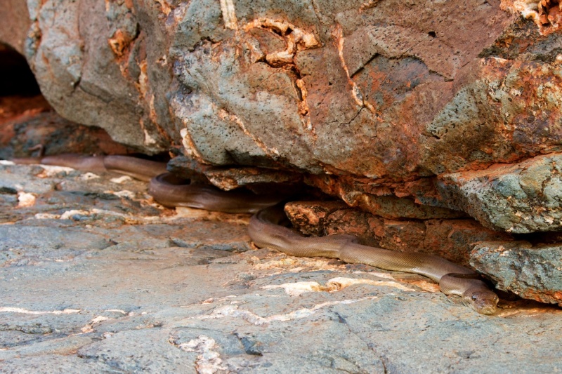 Pilbara olive python. Photo – DBCA Pilbara olive python. Photo – DBCA