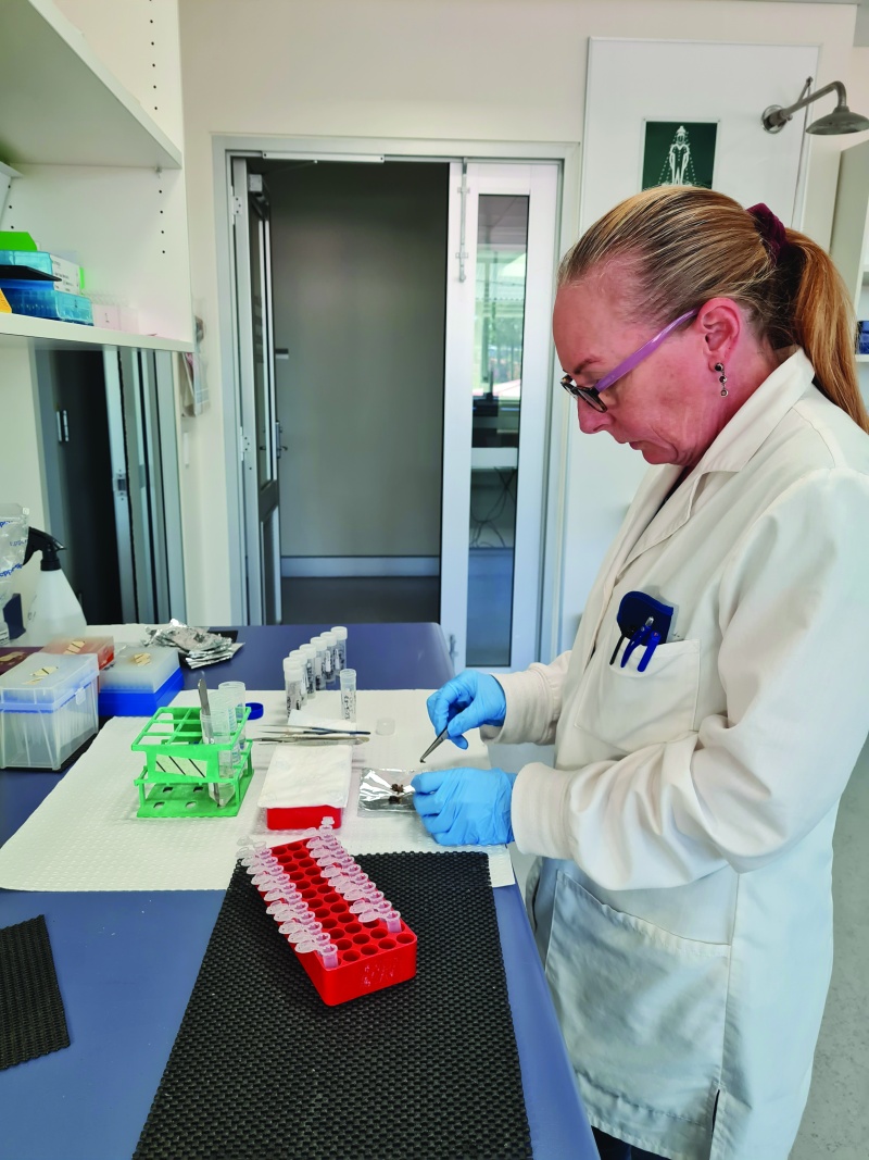 Dr Melissa Millar preparing ghost bat scats for DNA extraction. Photo – Kym Ottewell/DBCA
