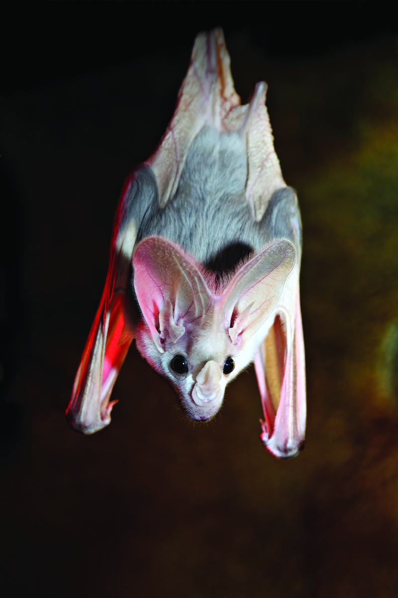 Ghost bat housed at Perth Zoo. Photo – Perth Zoo