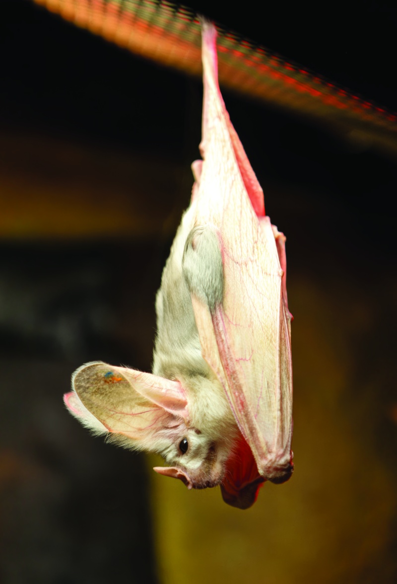 GHOSTBAT©PerthZoo