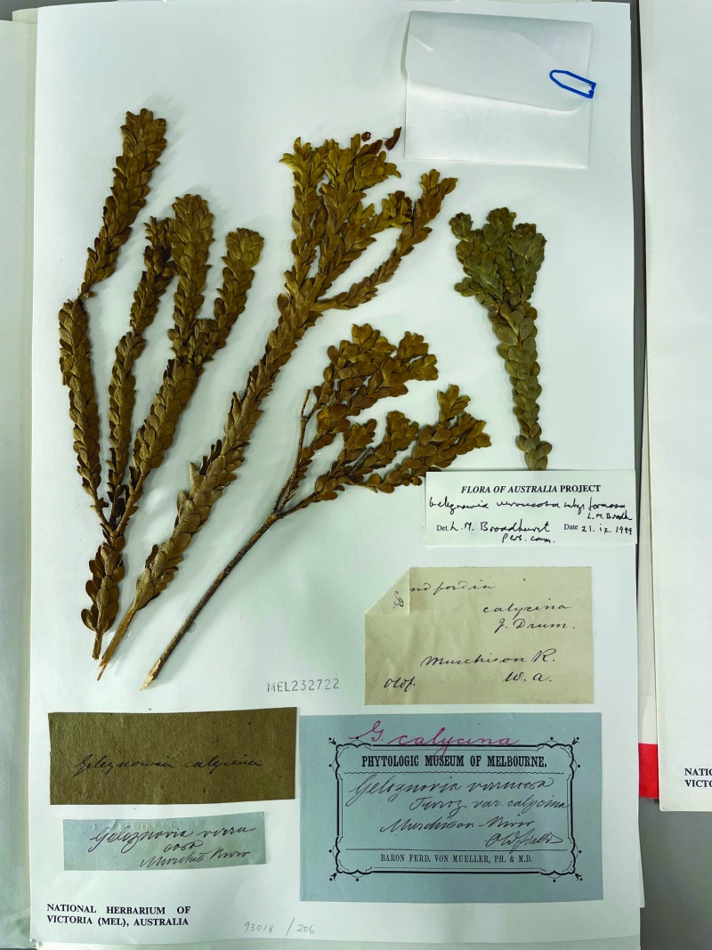 A scan of Geleznowia specimen collected by A.F. Oldfield. Photo – National Herbarium of Victora