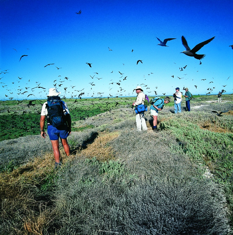 Volunteers at a seabird breeding colony on Pelsaert Island Houtman Abrolhos. Photo - DBCA