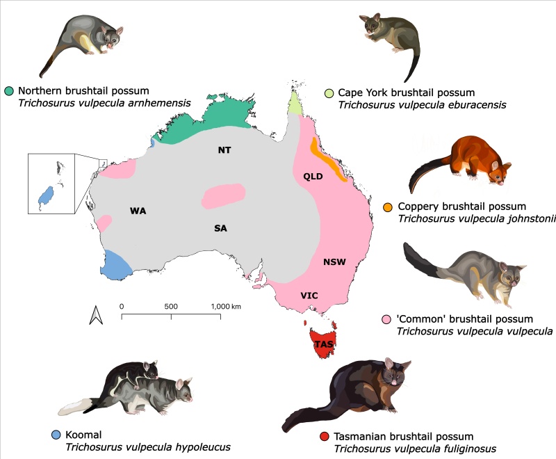 Map of the revised general distribution across Australia of the subspecies within the common brushtail possum Trichosurus vulpecula, based on the findings from this research.