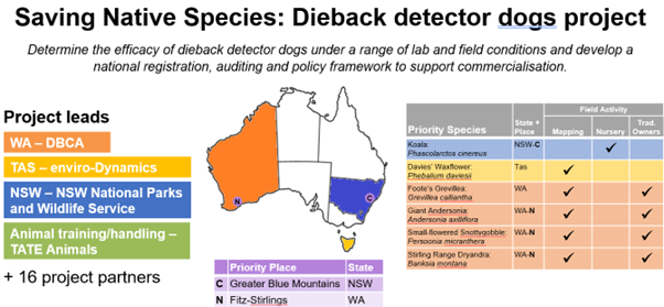 The Dieback Detector Dogs project, funded by the Australian Government’s Saving Native Species Program, aims to support the recovery of threatened species and ecosystems impacted by Phytophthora cinnamomi across the country.