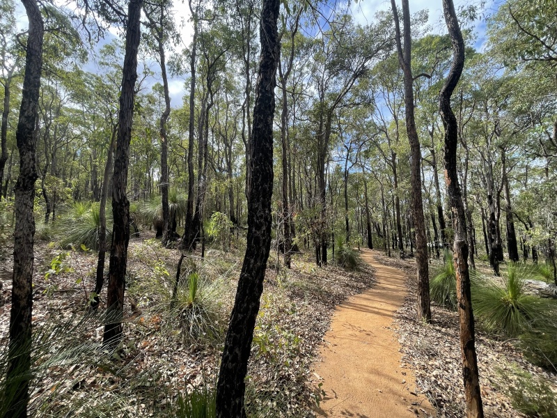 View of new path in the bush