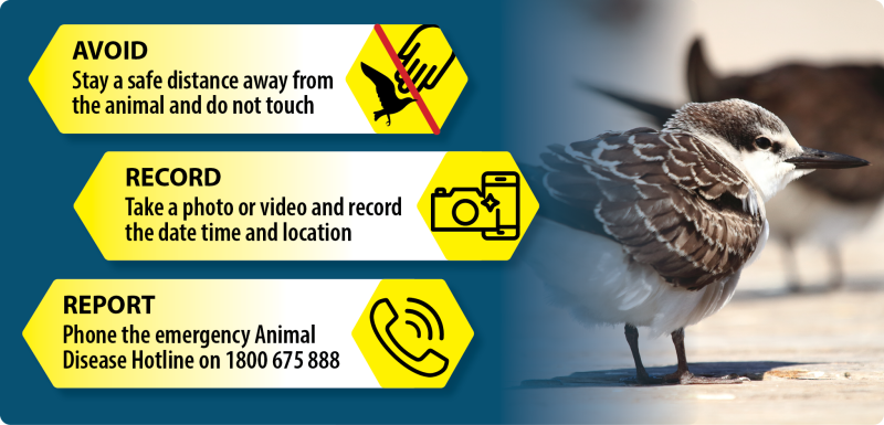 cPublic safety graphic about avian disease showing three steps: “Avoid – Stay a safe distance away from the animal and do not touch” (with a crossed-out hand touching a bird icon); “Record – Take a photo or video and record the date, time and location” (camera and phone icons); and “Report – Phone the emergency Animal Disease Hotline on 1800 675 888” (phone icon). On the right, a close-up photo of a brown-and-white bird standing on a surface with a blurred background.