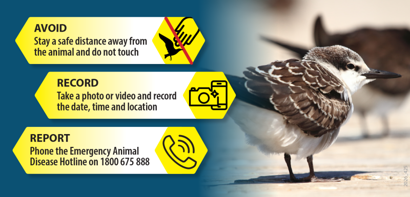 Infographic showing three steps for reporting suspected bird flu. On the left, yellow panels with icons state: “Avoid – Stay a safe distance away from the animal and do not touch”; “Record – Take a photo or video and record the date, time and location”; and “Report – Phone the Emergency Animal Disease Hotline on 1800 675 888.” On the right, a close-up photograph of a brown and white shorebird standing on a beach, with blurred birds in the background.