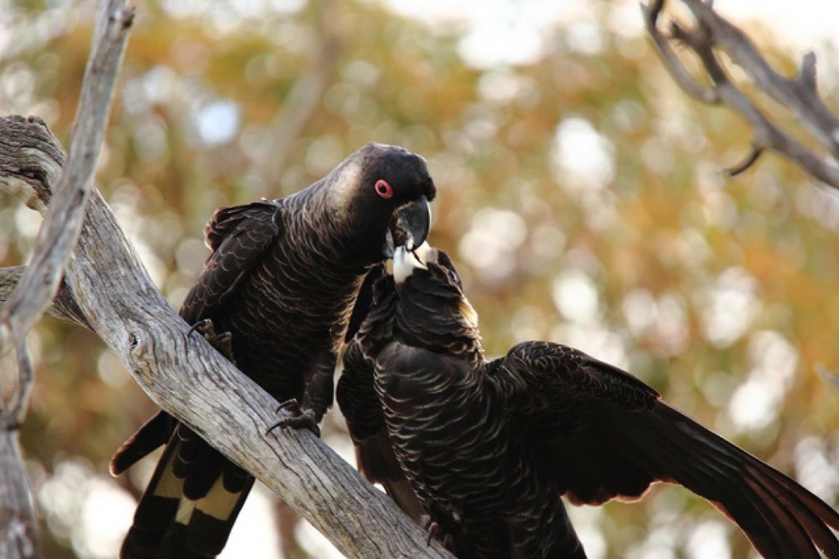 Male Carnaby's cockatoo feeding a female. Photo by Rick Dawson