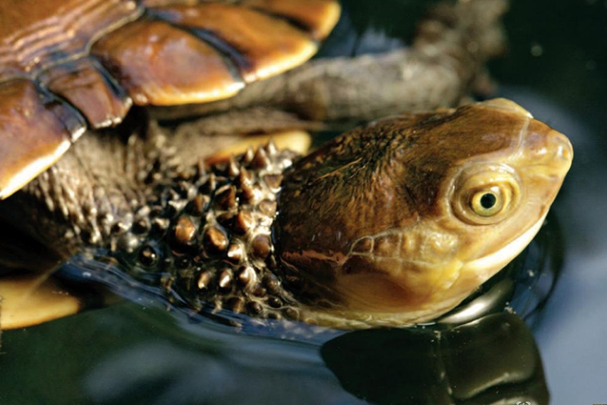 Western swamp tortoise