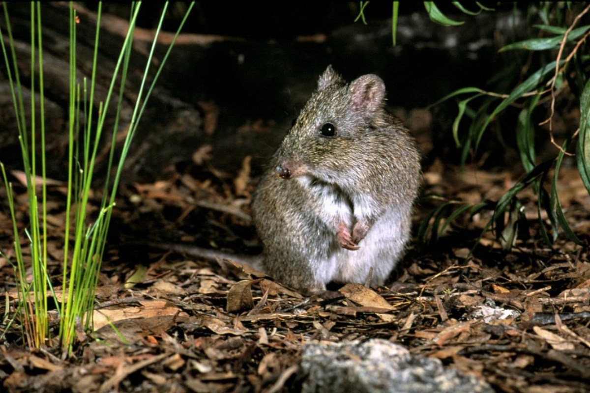 Gilbert's potoroo. Photo: Dick Walker - Gilbert's Potoroo Action Group