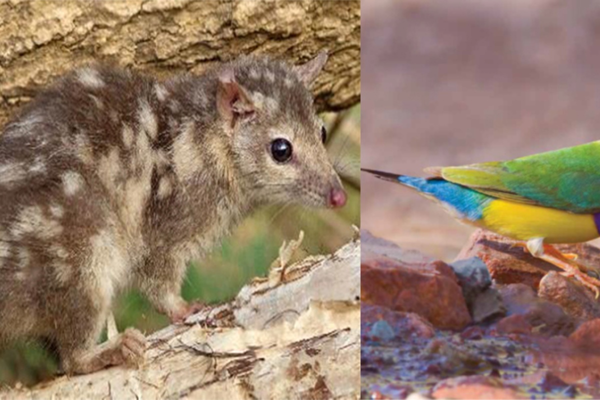 Northern quoll (left) and Gouldian finch. Photos by David Bettini