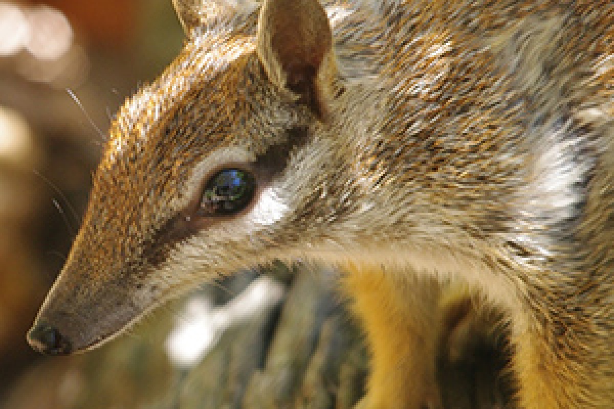 Numbat