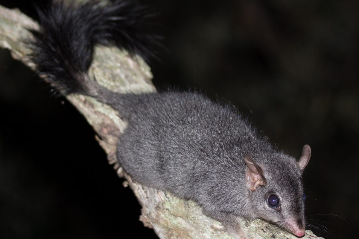 Brush-tailed phascogale