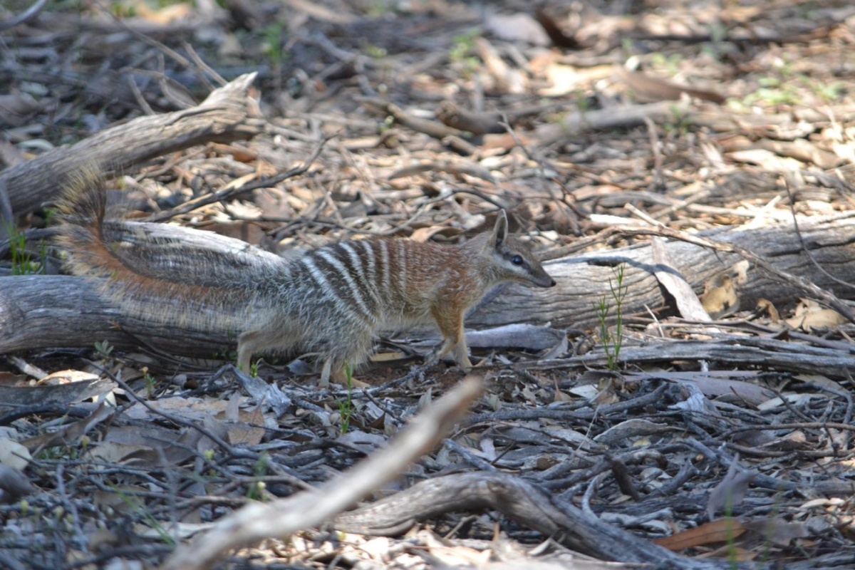 Numbat