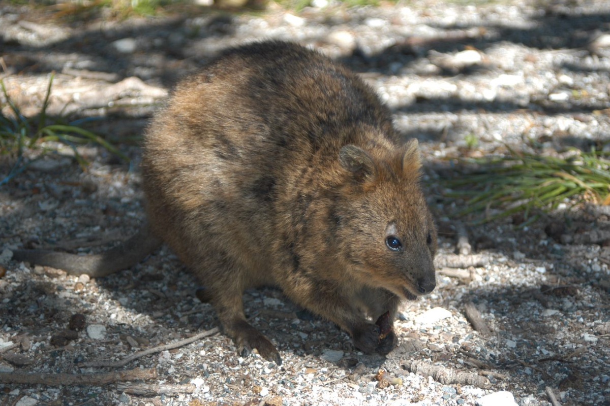 Quokka