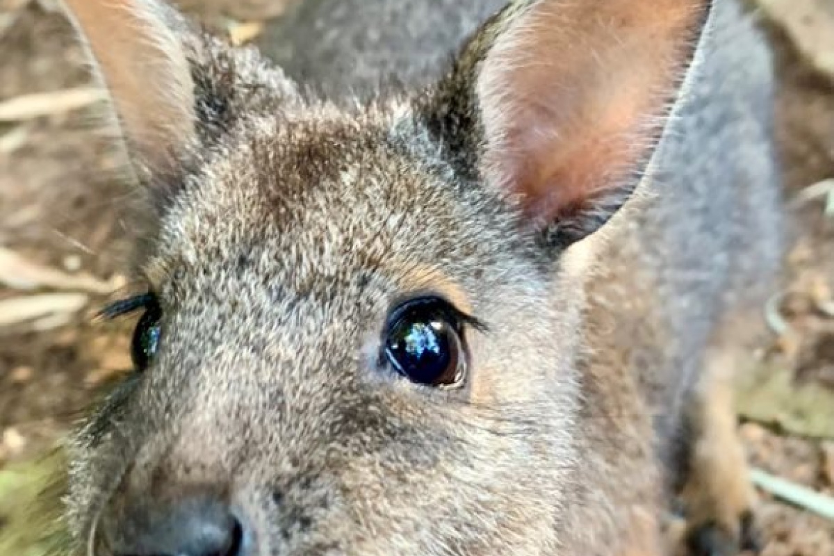 Tammar wallaby