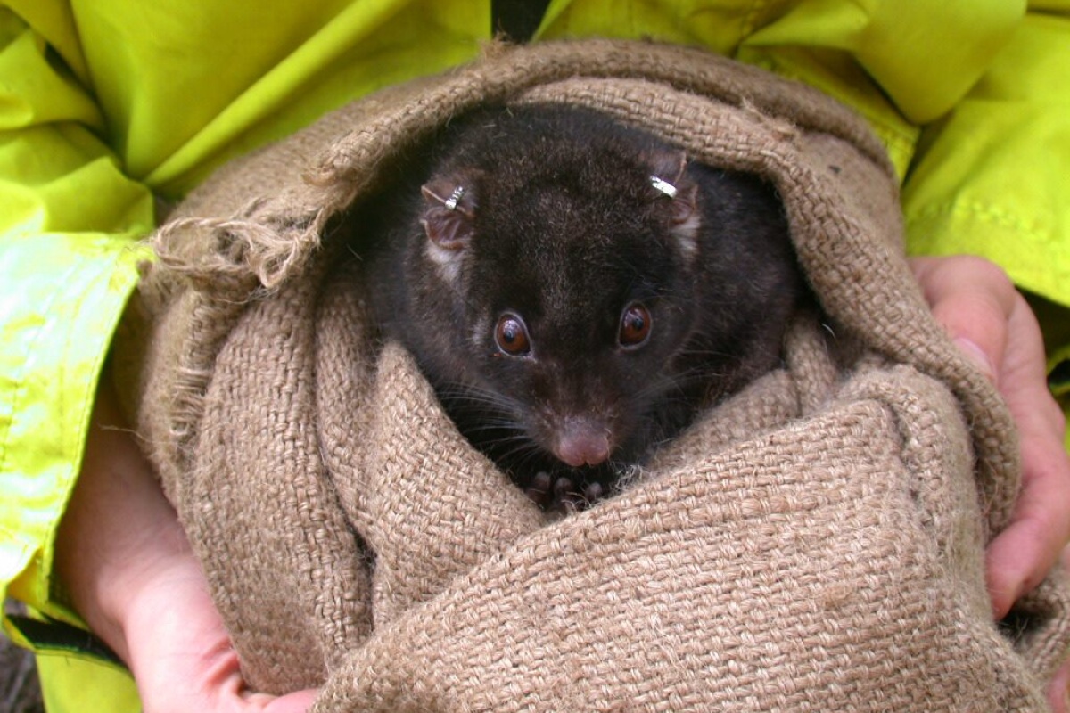 Western ringtail possum