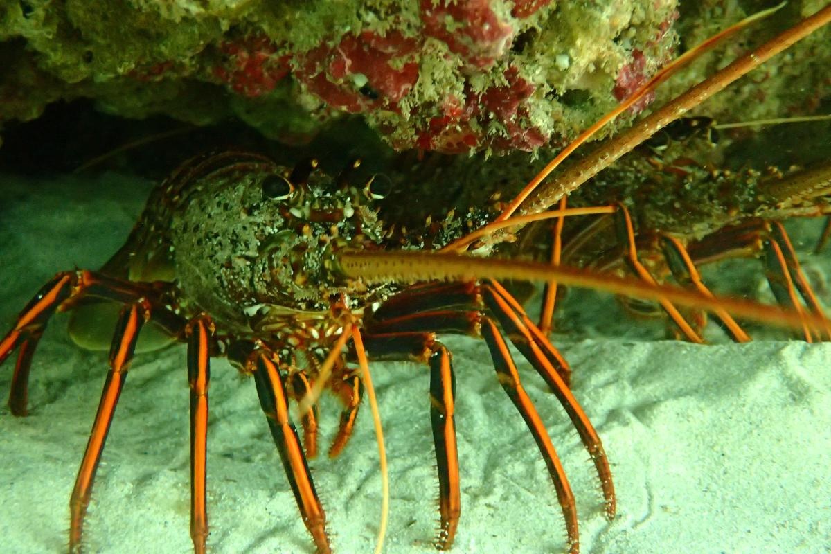 Western Rock Lobster in Jurien Bay Marine Park - Photo DBCA