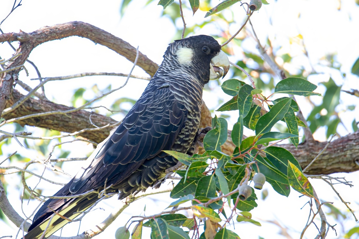 A Baudin's Cockatoo - large, black bird with white patches on its cheek - perched on a tree branch