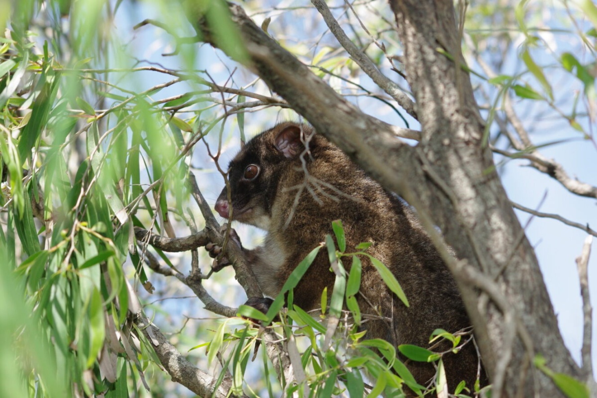 Western ringtail possum