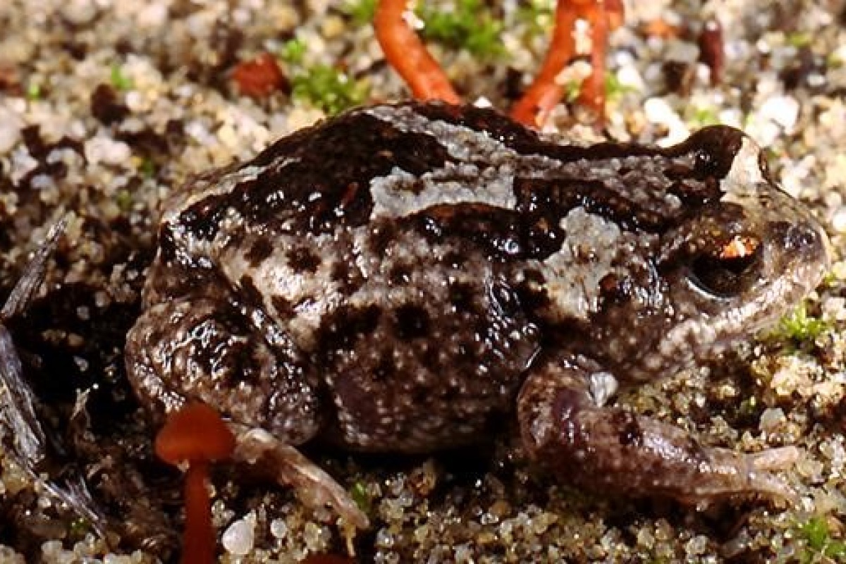 Crawling toadlet