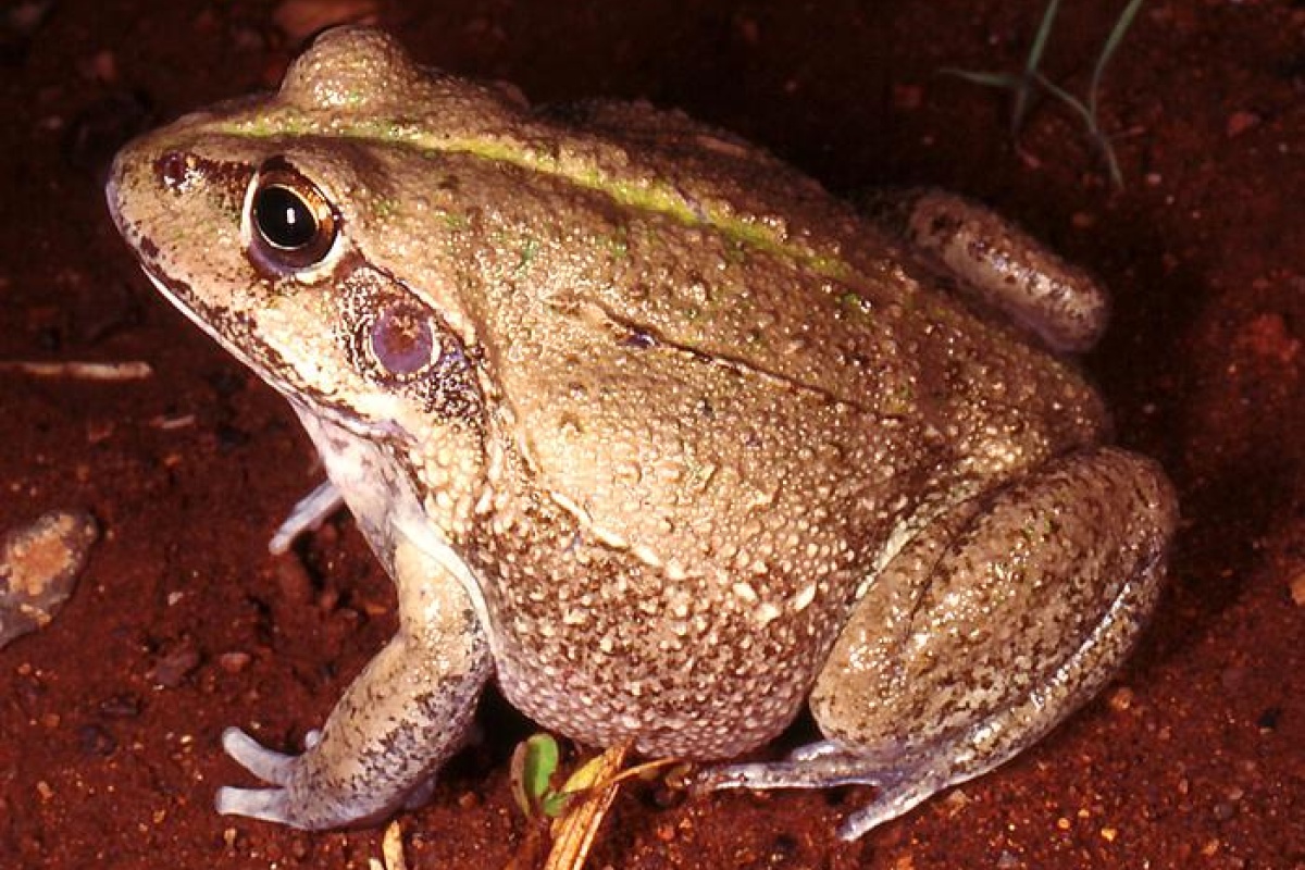 Giant frog