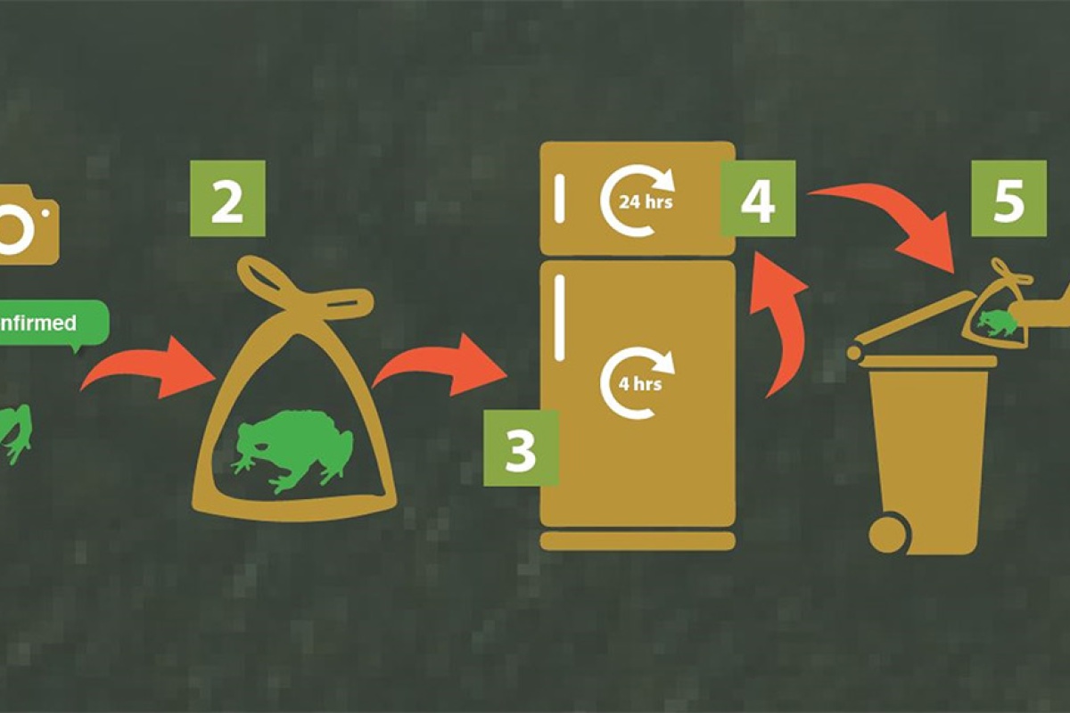 Cane toad euthanasia graphic