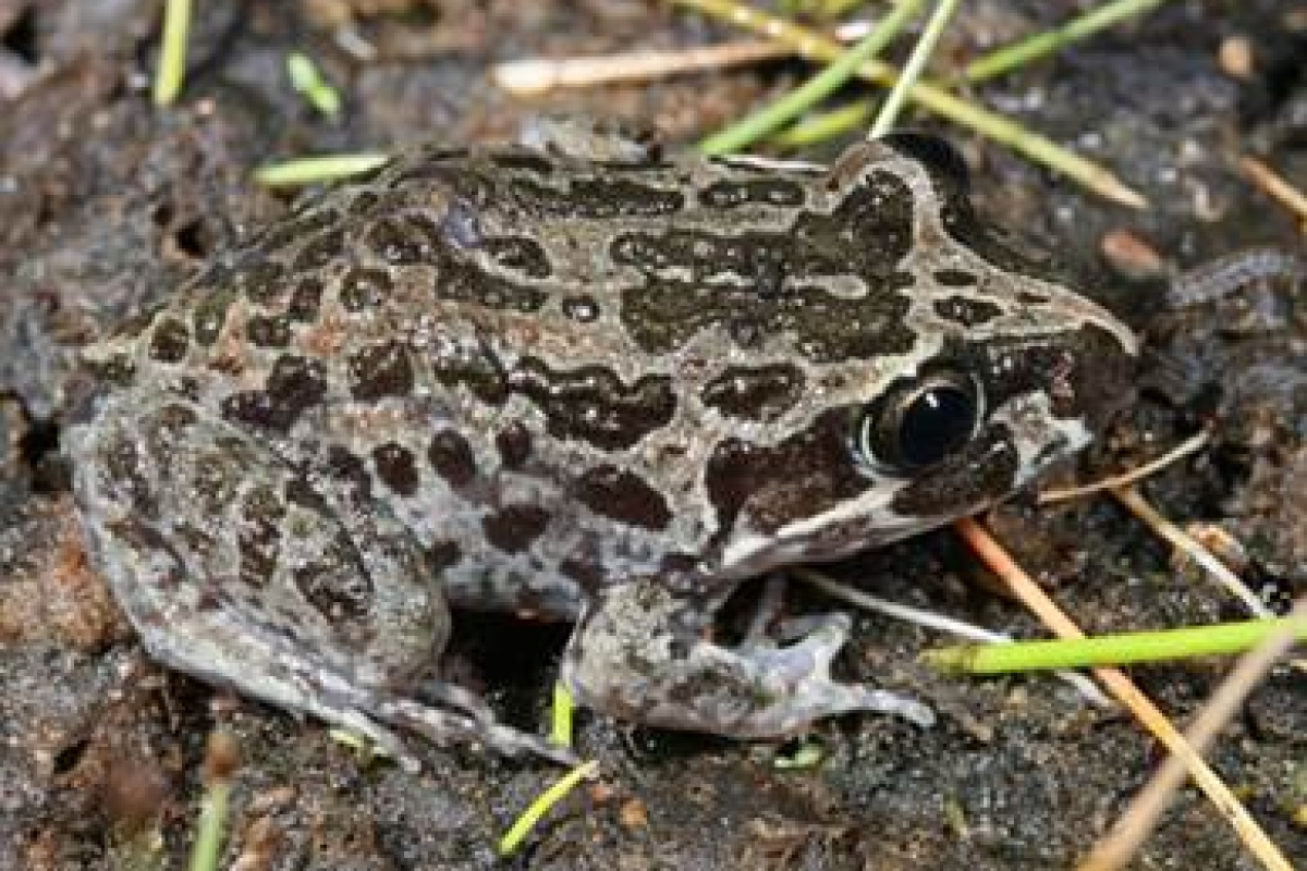 Marbled frog