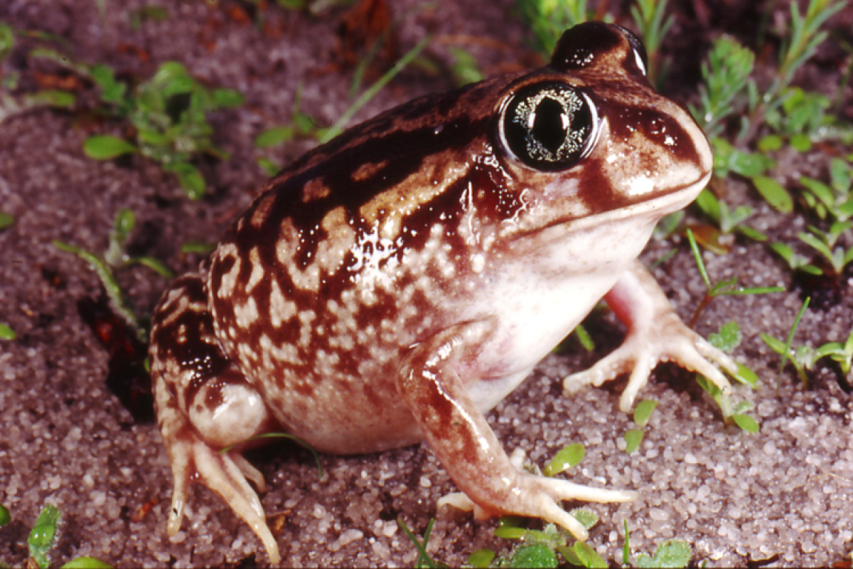 Moaning frog (Heleioporus eyrei)